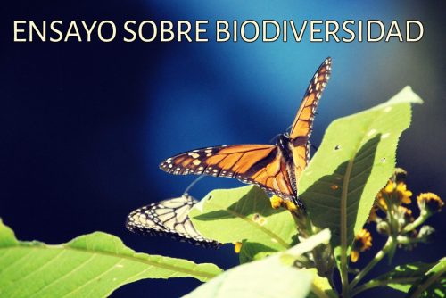 Ensayo sobre biodiversidad